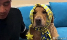 狗狗最新爆料视频播放大全,萌宠瞬间，笑料横生！